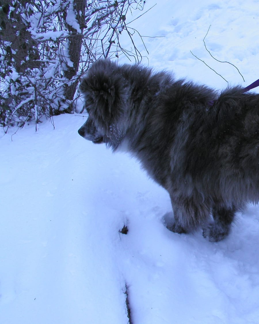 Un de nos Akita Inu dans la neige, en hiver