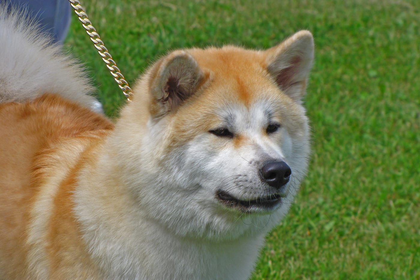 Akita Inu au regard calme, dans l'herbe