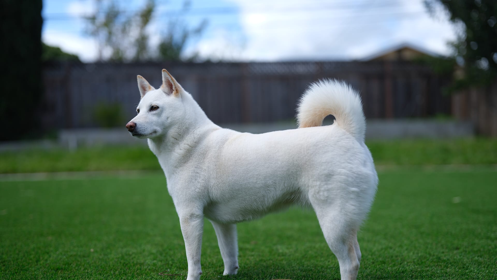 Shiba Inu debout, calme, dans un jardin ombragé