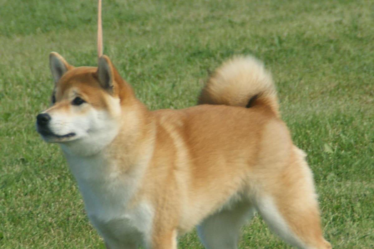 Shiba Inu roux debout dans l'herbe, attentif
